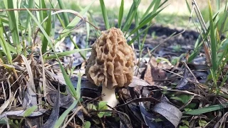 Где и когда растут сморчки (Morchella esculenta)