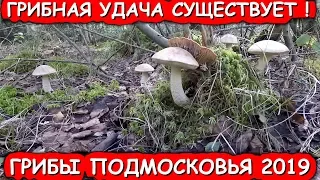 🍄КОРЗИНА ГРИБОВ!💥ГРИБНАЯ УДАЧА СУЩЕСТВУЕТ!🍄ПОДБЕРЕЗОВИКИ И ПОДОСИНОВИКИ.🍄ГРИБЫ ПОДМОСКОВЬЯ.