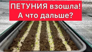 Петуния взошла. А что дальше?