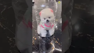 🥰 Cute Pomeranian dog | Teacup dog Shorts viral video #viral #shorts #trending #cute #puppy