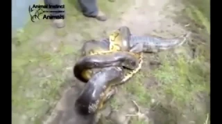 Amazing!! anaconda vs crocodile fight to death