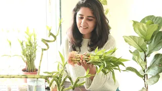 My Secret to Grow Healthy Lucky Bamboo Indoors & Propagate Easily