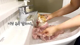 A kitten bath that requires the best service.