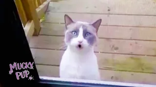 Talking Cat Asks To Be Let In! 😸 TALKING CAT COMPILATION 😂