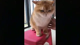 Cute TikTok Pets to Cure All Your Sadness ♥ Cutest Pets