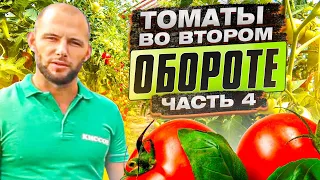 Томаты во втором обороте. КОРНЕВЫЕ И ВНЕКОРНЕВЫХ подкормки томатов на всех этапах вегетации Часть 4