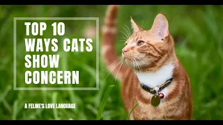 The Ultimate Guide: Top Ten Ways Cats Show Concern❤️