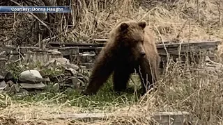 Fish and Game kills 1st Anchorage bear in 2019