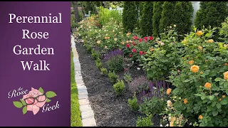 🌹 Perennial Garden Tour near Peak Bloom in Late May | 1,000 Roses, Nepeta, Salvia, Hydrangea