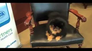 AKC Meet the Breeds: Lennon the Diva Pomeranian