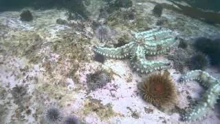 Hermanus, Under the sea... Biodiversity