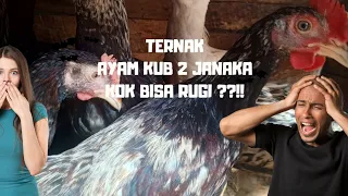 Pengalaman Saya Rugi Ternak Ayam Kub 2 Janaka, Tonton Sampai Habis Biar Gak Bernasib Serupa !!