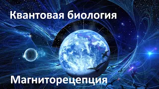 Квантовые механизмы магниторецепции | Квантовая биология