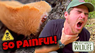 WHAT Happens IF YOU Get STUNG BY An ASP CATERPILLAR!?