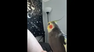 Adorable Cockatiel Fakes a Sneeze