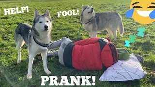 Huskies Hilarious Reaction To Me Falling Asleep In The Strangest Places! [PRANK!] [WITH CAPTIONS!]