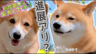 【進展アリ？】相性最悪な柴犬とコーギーの同居生活訓練