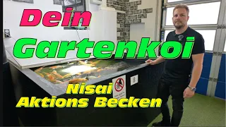 Dein Gartenkoi! Dir Nisai Aktionsbecken mit toller Auswahl an Varietäten!