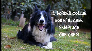 Il Border Collie non è così semplice come sembra!