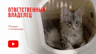 Поездка к ветеринару