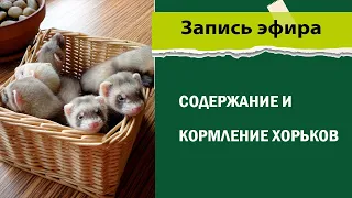 Содержание и кормление хорьков