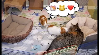 Guinea Pigs Playing Surprised by Cat Visitors! - Guinea Pig Playtime