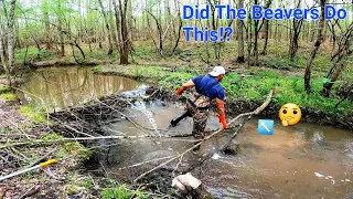 Water At The Culvert Has Never Been This High Before! BEAVER DAM REMOVAL In New Creek! S2 EP. 12!