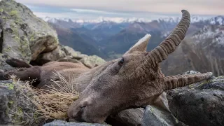 1. Teil: Die Königin hat Vorrang | Steinbockjagd | Steinwildjagd | Ibex hunting