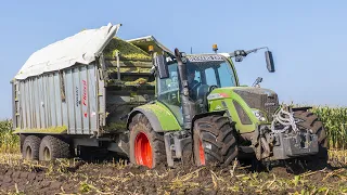 Mais Hakselen in the mud | Krone Big X 780 + 12 Rows | 4x Fendt