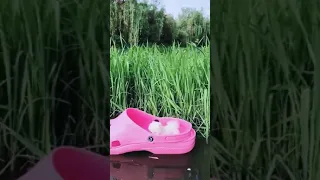 Tik Tok Chó Phốc Sóc Mini 😍 Funny and Cute Pomeranian