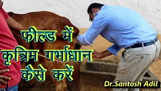 कृत्रिम गर्भाधान कैसे करें/2021/How to  Do Artificial Insemination In Field  in Cattle /AI Technique