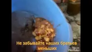 Собачья жизнь в Широкино