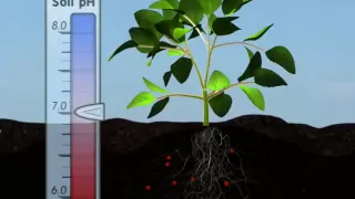 Plant Nutrition: Mineral Absorption (Part One)