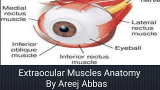 Extraocular Muscles Anatomy and Function | EOM Anatomy . Explained by Areej Abbas. Part 1/2