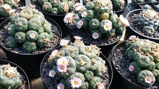 Lophophora williamsii peyote, alte Pflanzen!