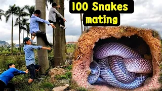 Rescue The Man Attacked By 100 Giant Snakes Mating Under Tree | Mike Vlogs