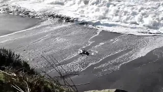 Mother Elephant Seal chases pup swept off beach 010623