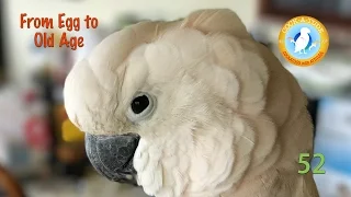 From Egg to Old Age | Ep.52: The Stages of a Parrot's Life | Cockatude: Cockatoos with attitude