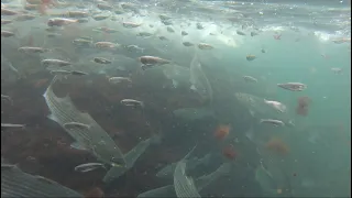 Incredible Underwater Fishing Footage - Striped Bass Feeding Frenzy