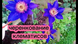 КАК РАЗМНОЖИТЬ КЛЕМАТИСЫ 🤔?