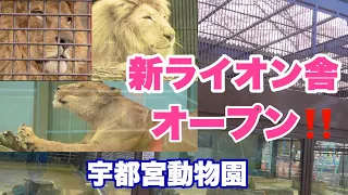 新ライオン舎オープンしました‼️宇都宮動物園