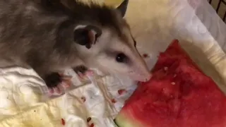 Opossum Eating Watermelon