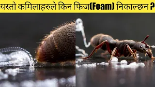 यो कमिलाले यस्तो सेतो फिज किन छाड्छ? |Top 20 Amazing Random Facts In Nepali | Fact Nepal.