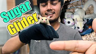 Sugar glider গুলো অনেক দুষ্টু হয়ে গেছে 🥰