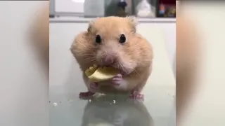 Funny Hamsters Videos Compilation #4   Cute and Funny moments of the animals   Cute TV