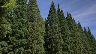 Sequoias grow huge in Oregon