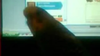 Мой попугайчик Саша,пытается разговаривать.