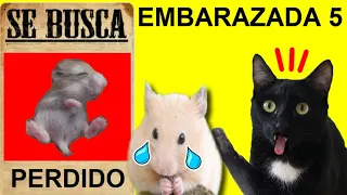 Gatos Luna y Estrella ¿Quién esta embarazada? CAP 5 Hamster perdido / Videos de gatitos