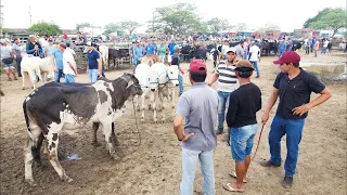 GADO DE LUXO É SÓ EM CACHOEIRINHA-PE    07-03-2024  #nordeste