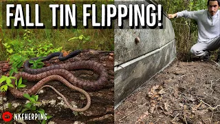 Massive Mountaintop Coachwhip Under Tin! Kingsnake, Copperheads, and More Georgia Fall Herping!